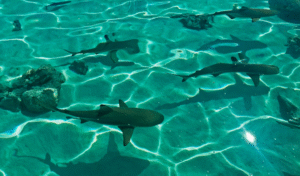 STINGRAYS IN BORA BORA POLYNESIAN ISLAND OF PARADISE