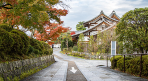 THE BEAUTICUL STREETS OF KYOTO. PINK TREE BLOSSUMS IN BLOOM